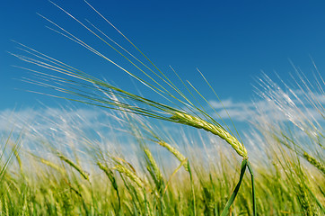 Image showing field with green spica under blue sky