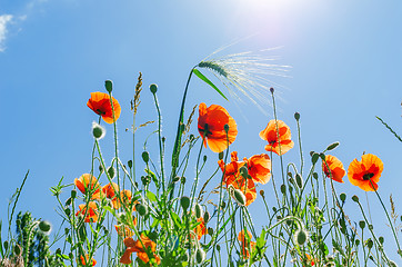 Image showing red poppies under blue sky