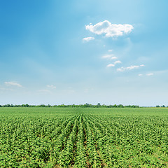 Image showing field with green sunflowers under sunny blue sky