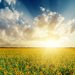 Image showing cloudy sunset over field with sunflowers