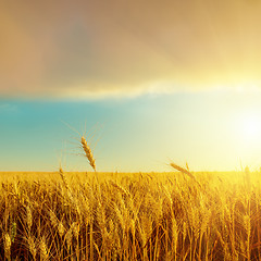 Image showing harvest field and sunset over it