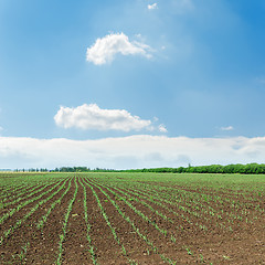 Image showing rows of green shots on spring field under cloudy sky