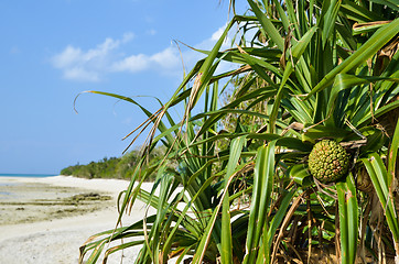 Image showing Tropical fruit Adan