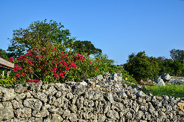 Image showing Red flowers at old stonewall