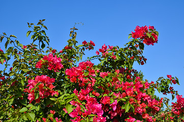 Image showing Red Flowers