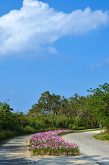 Image showing Pink flower bed