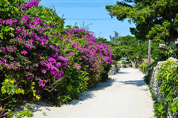 Image showing Flowers by the street