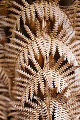 Image showing Dying fern background