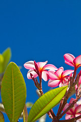 Image showing Yellow and pink, flowers on a tree in Koh Ngai island Thailand