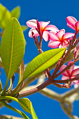 Image showing Yellow and pink, flowers on a tree in Koh Ngai island Thailand