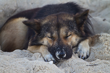 Image showing Dog sleeping at the beach of the Koh Ngai island Thailand