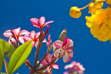 Image showing Yellow and pink, flowers on a tree in Koh Ngai island Thailand