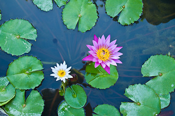 Image showing Water lily on  Koh Ngai island Thailand