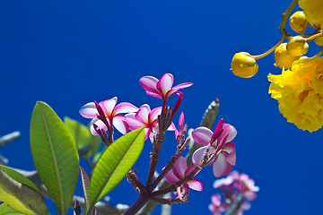 Image showing Yellow and pink, flowers on a tree in Koh Ngai island Thailand