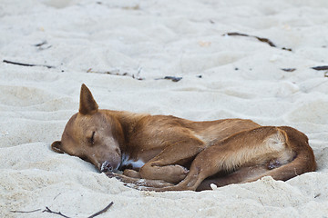 Image showing Dog sleeping at the beach of the Koh Ngai island Thailand