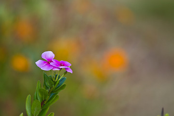 Image showing Flowers from Koh Ngai island Thailand