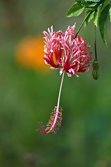 Image showing Flowers from Koh Ngai island Thailand