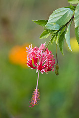 Image showing Flowers from Koh Ngai island Thailand