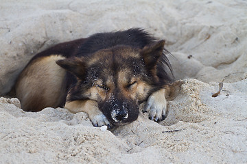 Image showing Dog sleeping at the beach of the Koh Ngai island Thailand