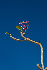 Image showing Yellow and pink, flowers on a tree in Koh Ngai island Thailand