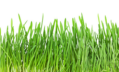 Image showing Green grass