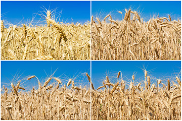 Image showing Wheat field