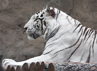 Image showing White Tiger