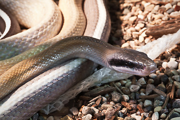 Image showing Snake