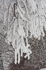 Image showing Winter forest