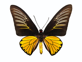 Image showing Butterfly Troides Magellanus