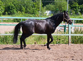 Image showing Horse