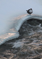 Image showing The winter river