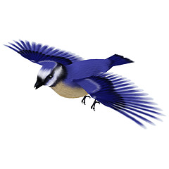 Image showing Florida Jay Bird