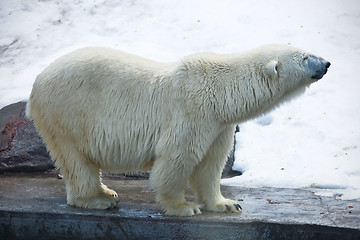 Image showing Polar bear