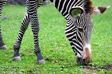 Image showing Zebra