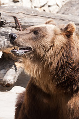 Image showing Bear