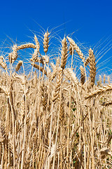 Image showing Wheat field