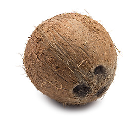 Image showing Coconut