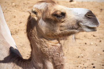 Image showing Camel