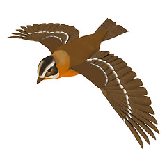 Image showing Grosbeak Bird