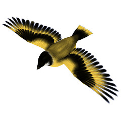 Image showing Flying Goldfinch Bird