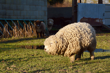 Image showing Greyface Dartmoor sheep with thick curly fleece