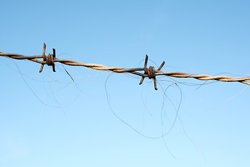 Image showing Horse hair trapped in barbed wire