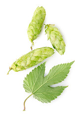 Image showing Hop and leaf