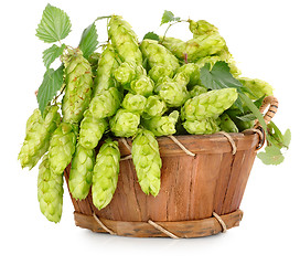 Image showing Green hops in a wooden basket