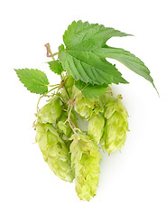 Image showing Branch of hops