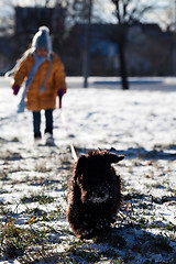 Image showing Dog for a walk