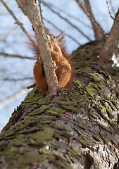 Image showing Red squirrel