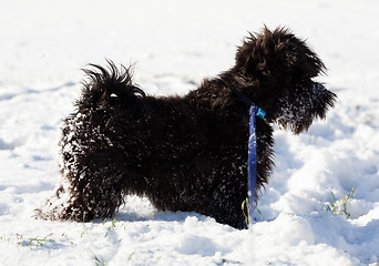 Image showing Miniature schnauzer