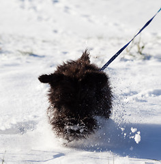 Image showing Miniature schnauzer running